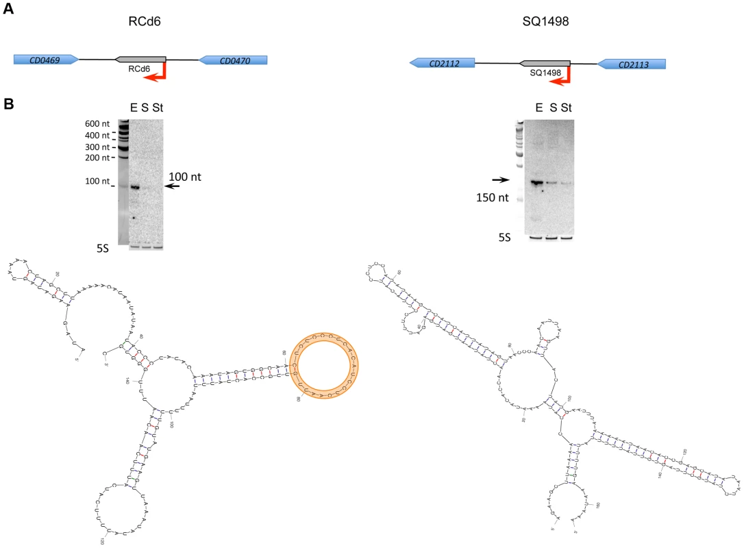 Expression analysis and secondary structure prediction of growth phase-regulated sRNAs.