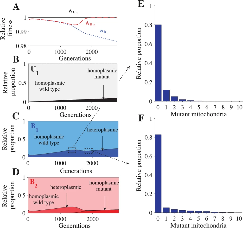 Fitness and distribution of gamete types.