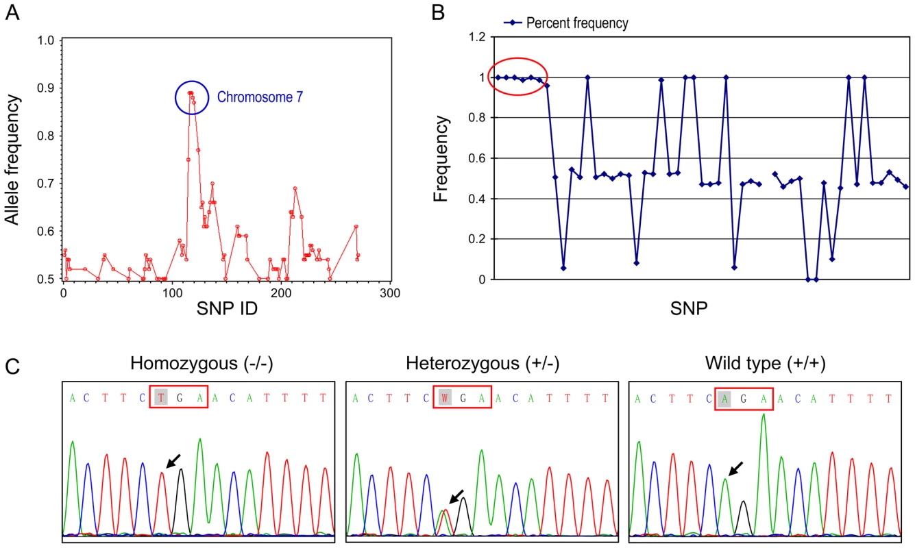 Mapping and molecular analyses of the gene responsible for the phenotypes.