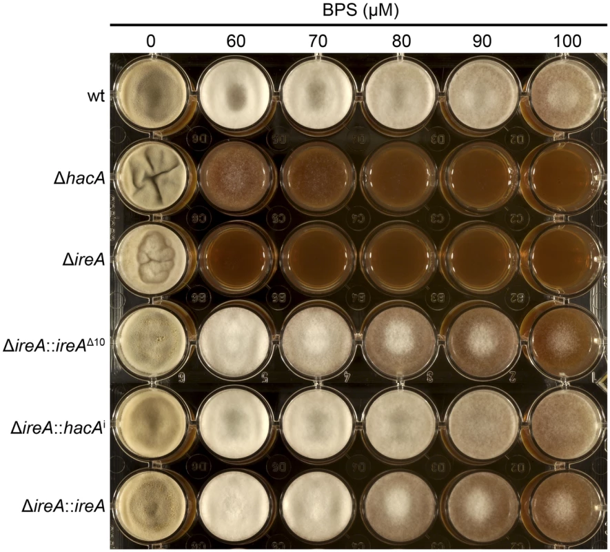 IreA facilitates adaptation to iron starvation.