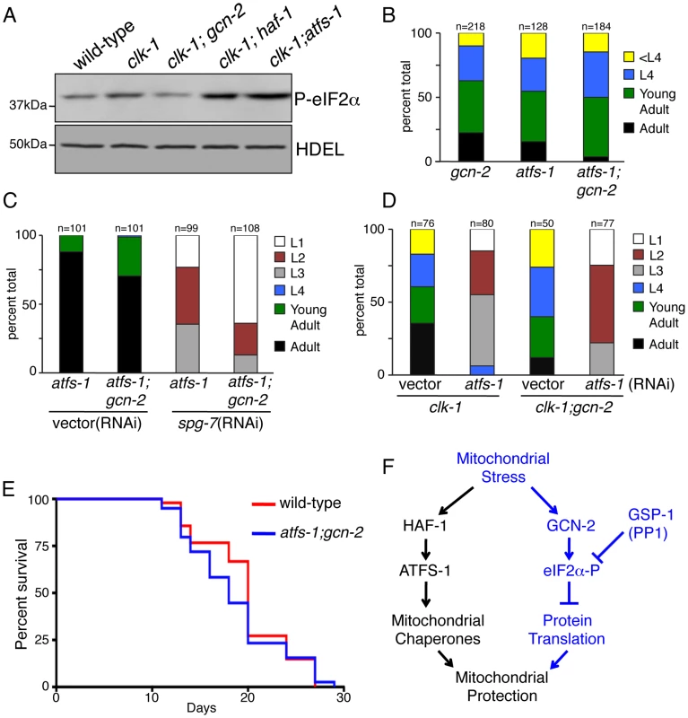 GCN-2 Acts in a Complementary Protective Pathway to that of ATFS-1 and the Induction of Mitochondrial Chaperone Genes.