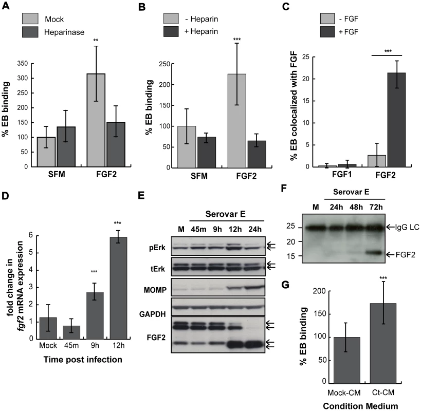 <i>C. trachomatis</i> serovar E co-opts the FGF2 pathway.