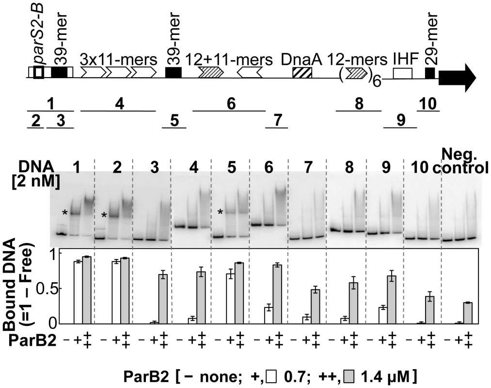 <i>parS2-B</i> and the central 39-mer are the only specific ParB2 binding sites in chrII origin.