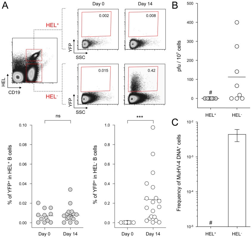 MuHV-4 latent infection is restricted to polyclonal HEL<sup>−</sup> B cells.