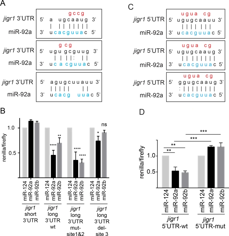 miR-92a and miR-92b target their host gene <i>jigr1</i>.