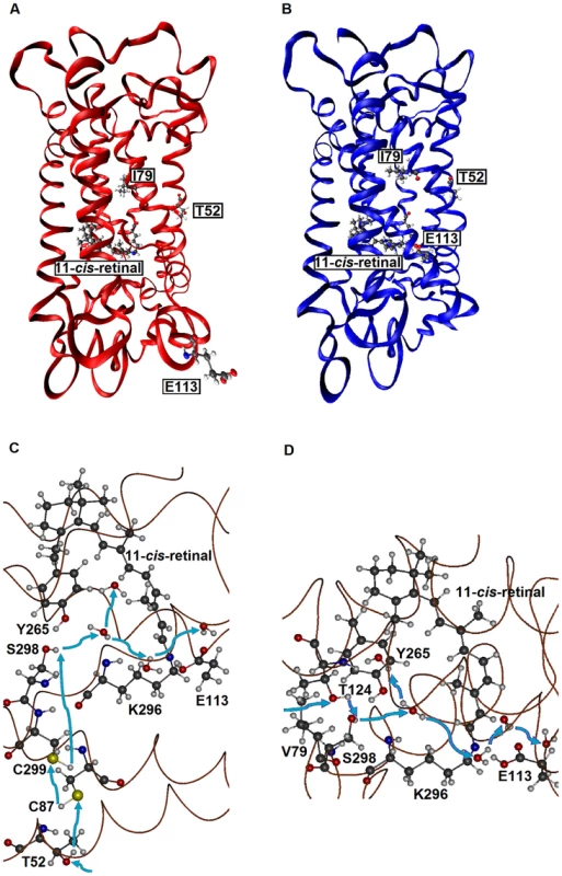 The tertiary structures of SWS1 pigments.