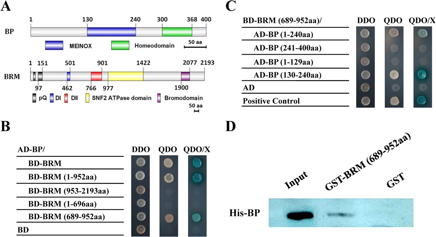 BP interacts with BRM in yeast two-hybrid and <i>in vitro</i> pull-down assays.