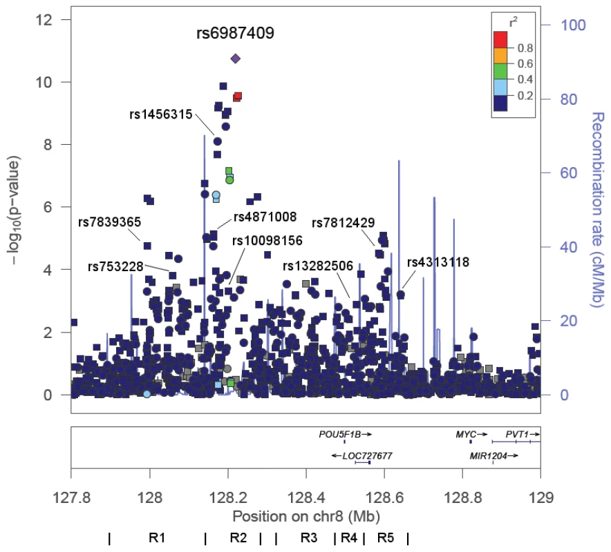 −Log P Plot for Common Alleles at 8q24 in African Americans.