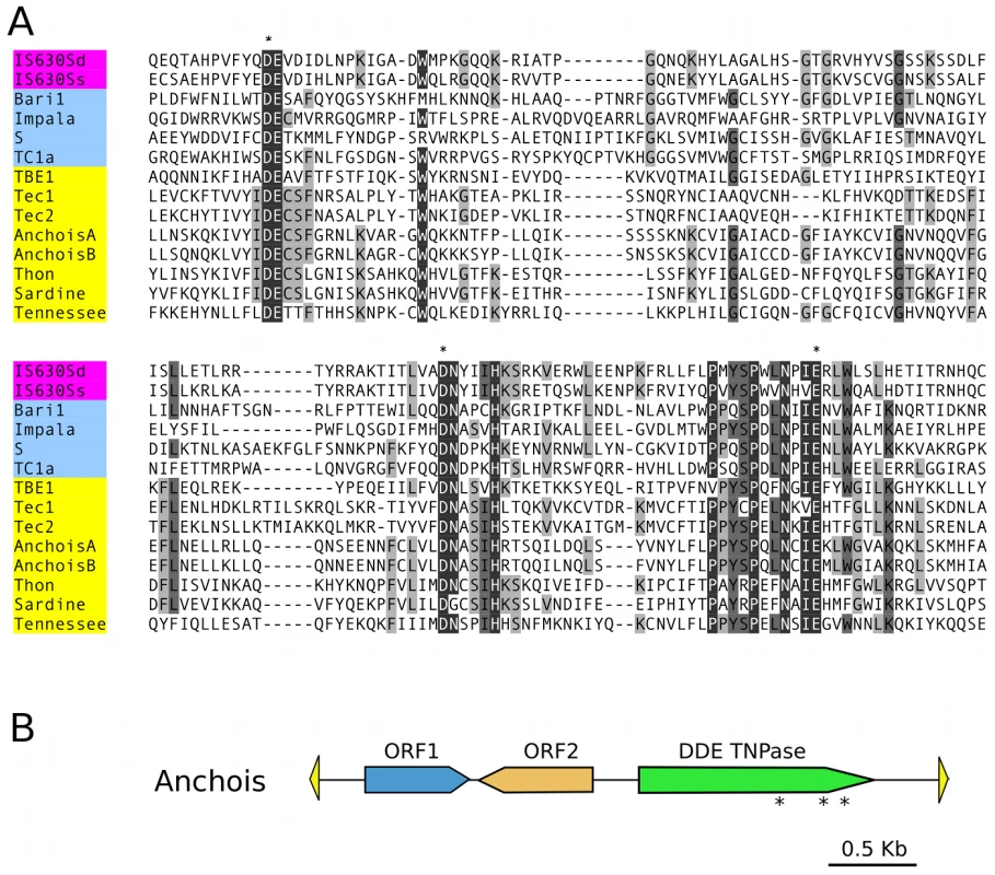 <i>Anchois</i> Tc1/mariner family transposon.