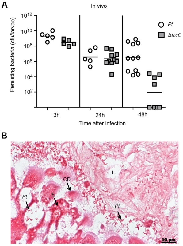 TccC is instrumental in <i>P. taiwanensis</i> persistence in the gut of <i>P. xylostella</i> and in invasion of the epithelium cells.