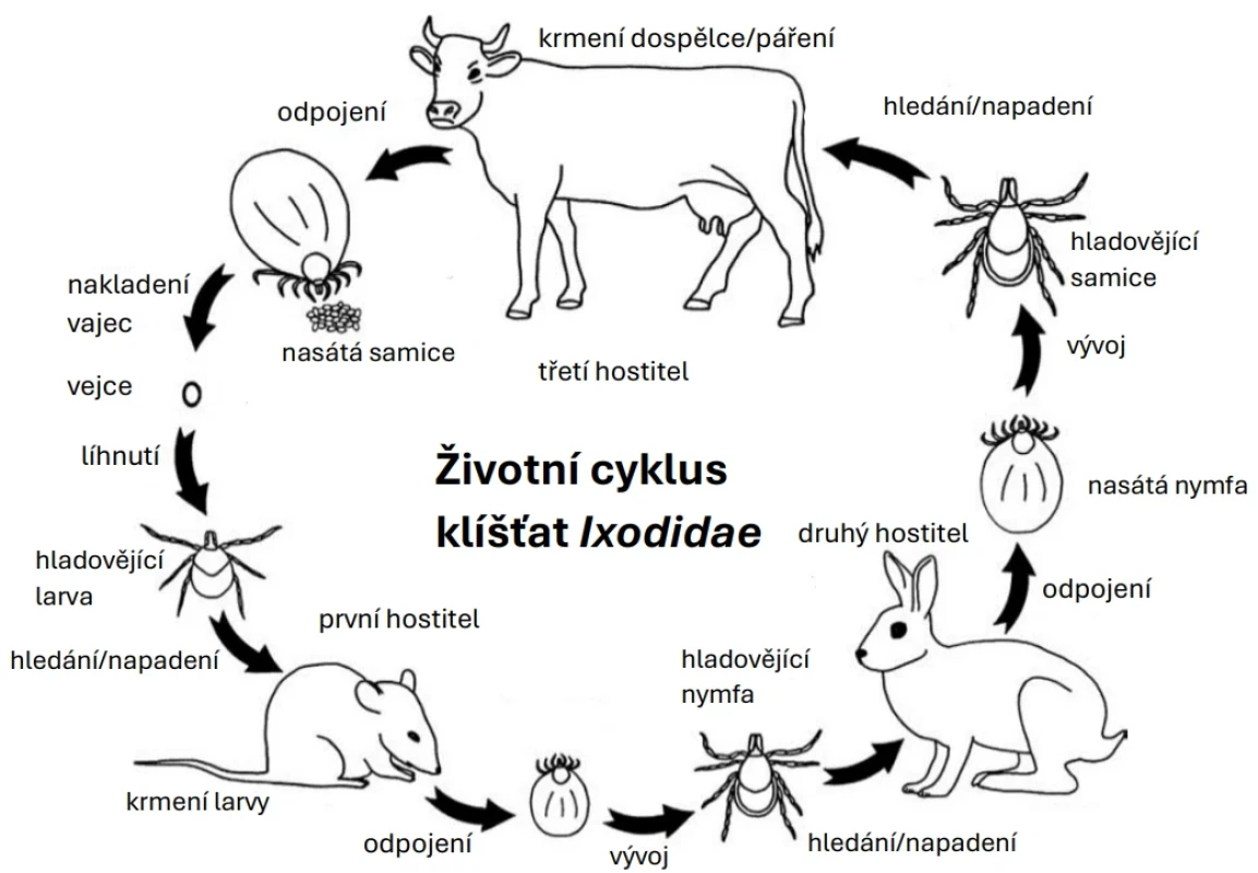 Životní cyklus klíštěte [4] Figure 1. Life cycle of the tick (based on [4]) 