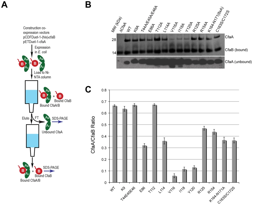 Characterization of CfaA mutants in forming complex with CfaB.
