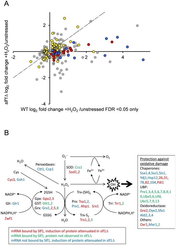 Slf1p is required for oxidative stress gene expression during oxidative stress conditions.