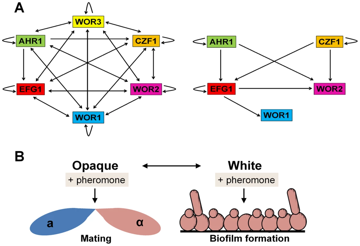 <i>C. albicans</i> white and opaque cells respond differently to pheromone.