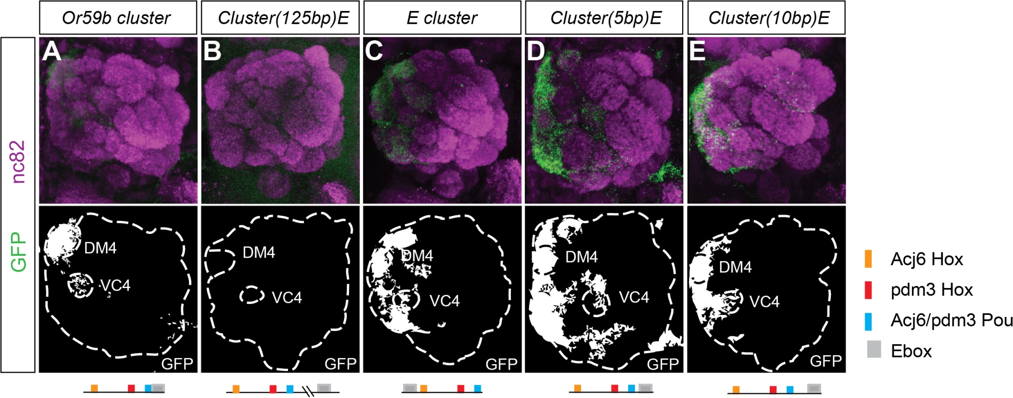 Spatial expression pattern is dictated by the structure of the <i>Or59b</i> cluster.