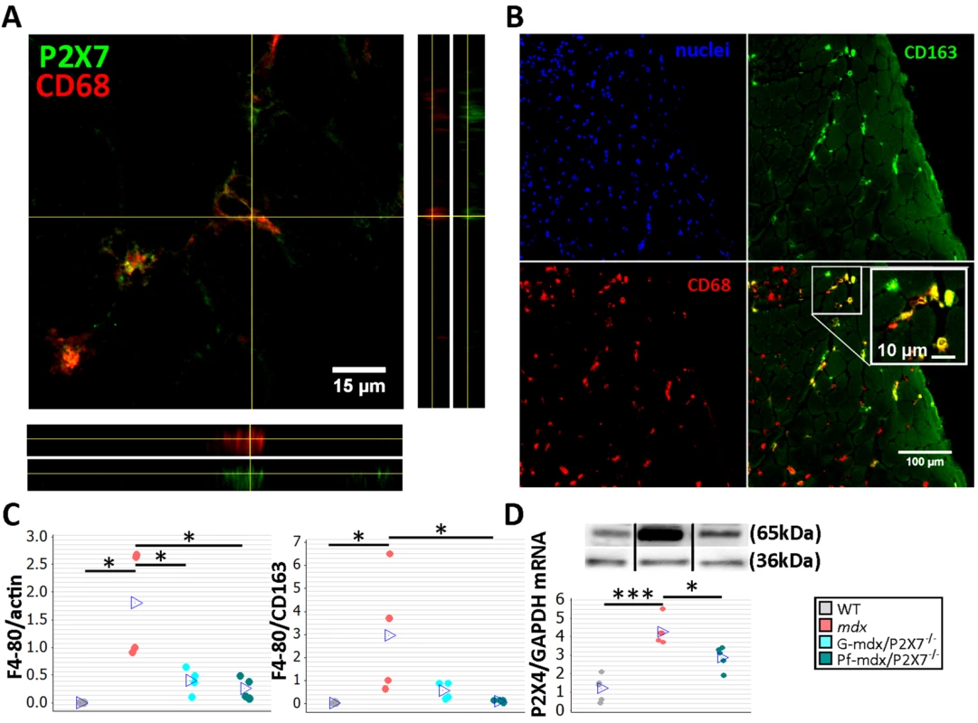 <i>P2RX7</i> ablation in <i>mdx</i> mice reduces macrophage infiltration.