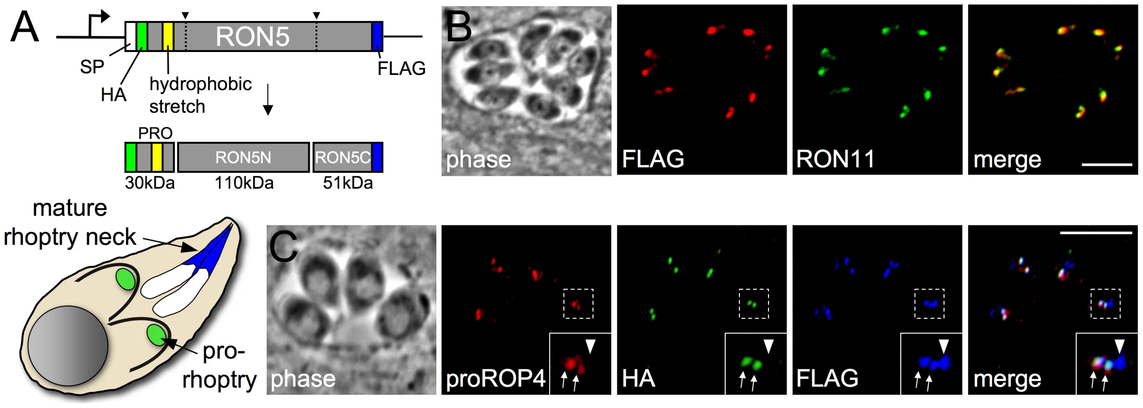 The N-terminus of RON5 is a pro domain that is not incorporated into the mature MJ complex.