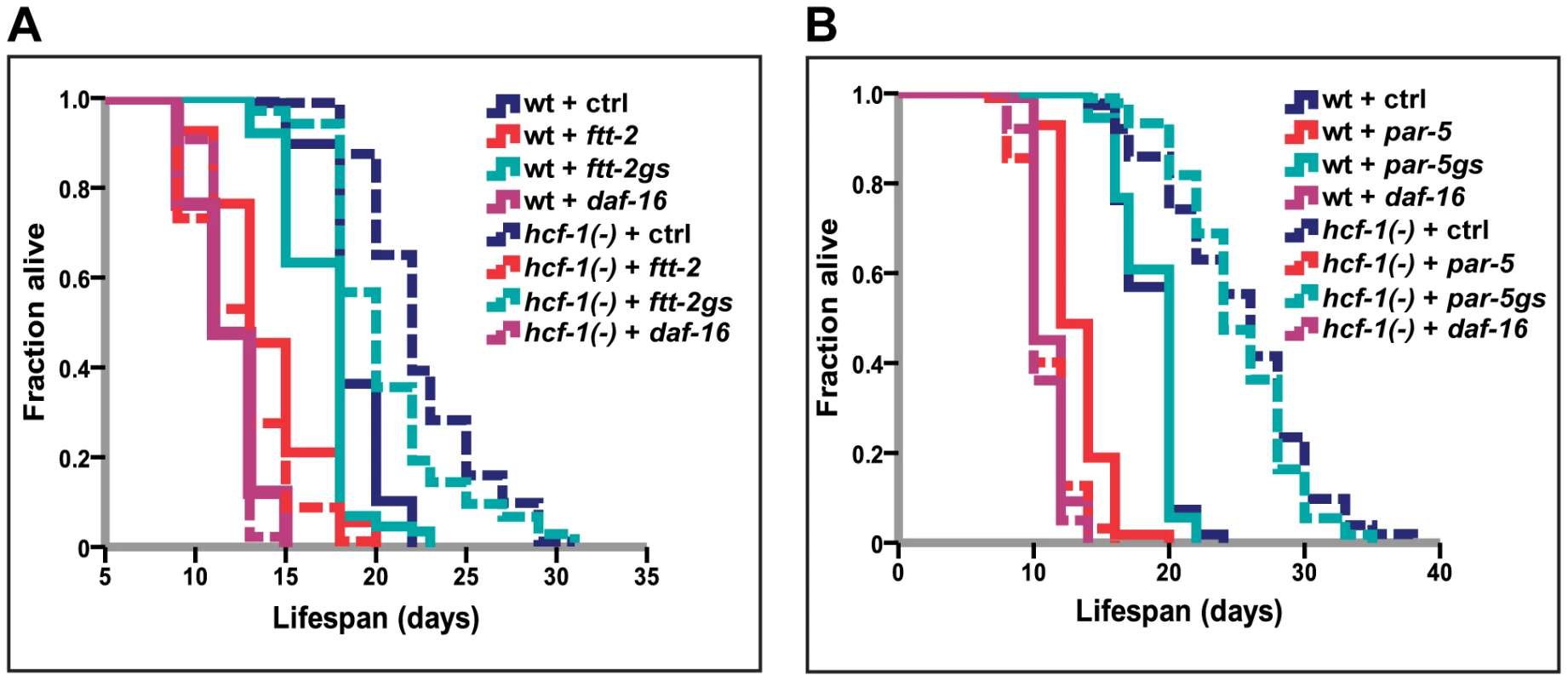 <i>14-3-3</i> are required for lifespan extension conferred by <i>hcf-1(pk924)</i> mutation.