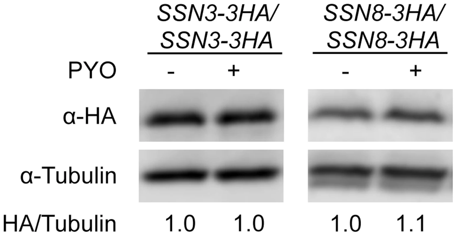 The stability of Ssn3 and Ssn8 is unaffected by PYO.