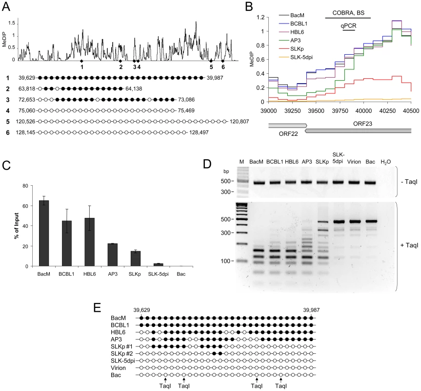 Verification of MeDIP microarray results.