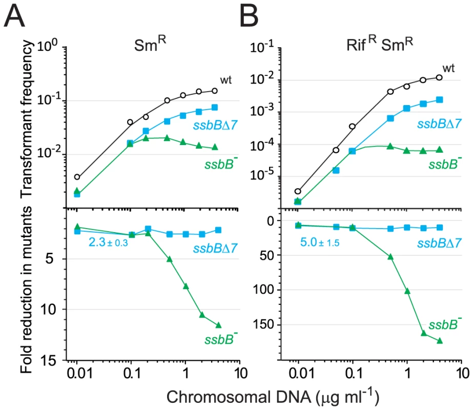 Single and double transformation frequency in wildtype, <i>ssbB<sup>−</sup></i>, and <i>ssbB</i>Δ<i>7</i> cells.