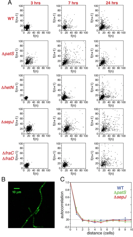 Non-stationary correlations between the expression fluctuations of <i>hetR-gfp</i> in adjacent cells following nitrogen deprivation.