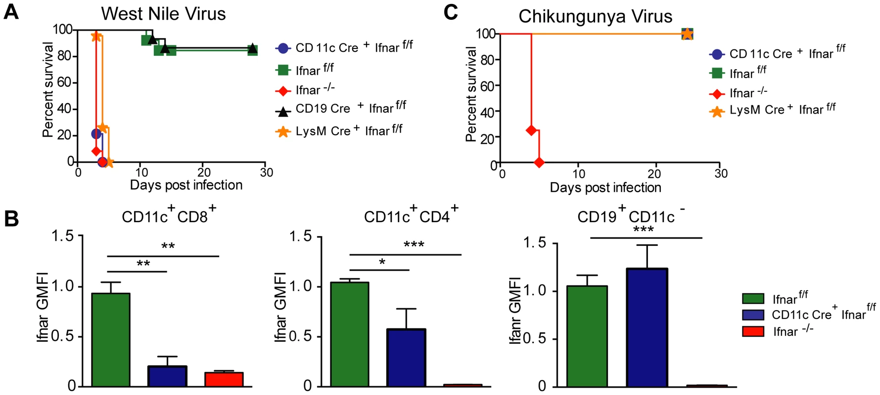 CD11c Cre<sup>+</sup> <i>Ifnar</i><sup>f/f</sup>, LysM Cre<sup>+</sup> <i>Ifnar</i><sup>f/f</sup> and <i>Ifnar</i><sup>−/−</sup> mice are vulnerable to WNV infection.