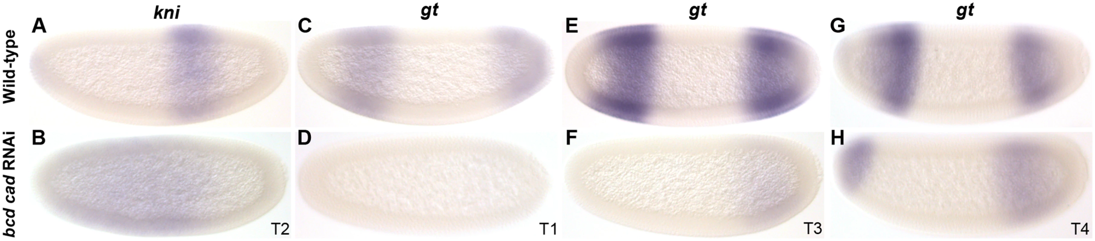 RNAi double knock-down of <i>M</i>. <i>abdita bcd</i> and <i>cad</i>.