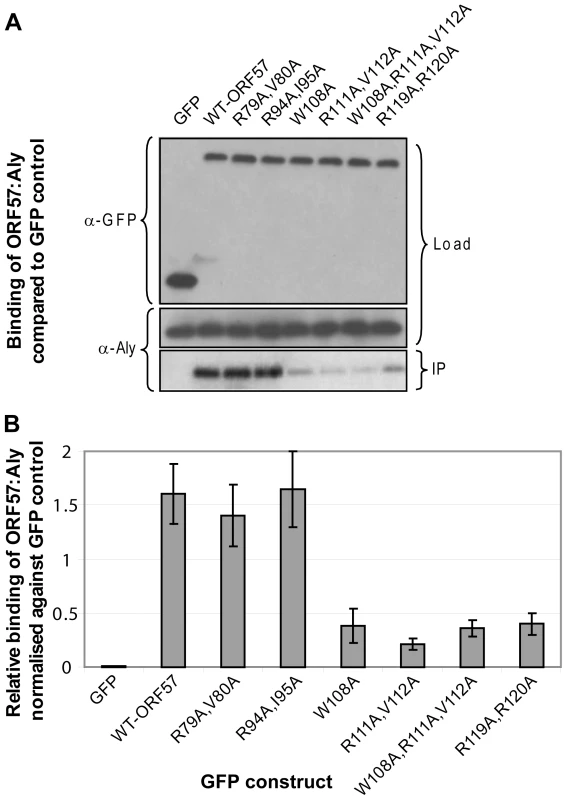 Functional importance of the identified REF binding site for the interaction of ORF57 with human Aly.