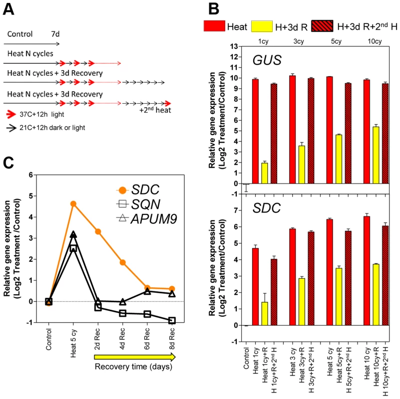 Transcriptional memory of the heat-induced <i>SDC</i> activation state.