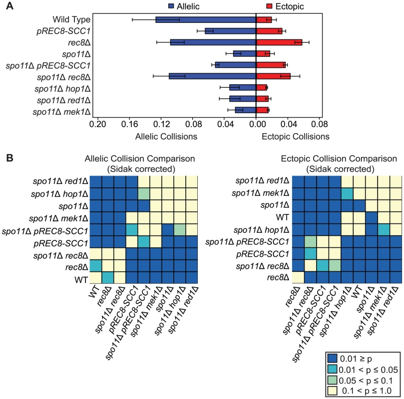 Rec8 promotes allelic collisions independent of its role in sister chromatid cohesion and prevents nonspecific collisions.