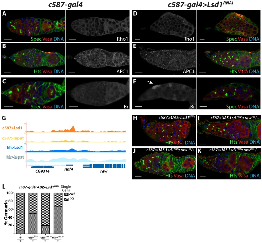 <i>raw</i> represents another potential functional Lsd1 target gene.
