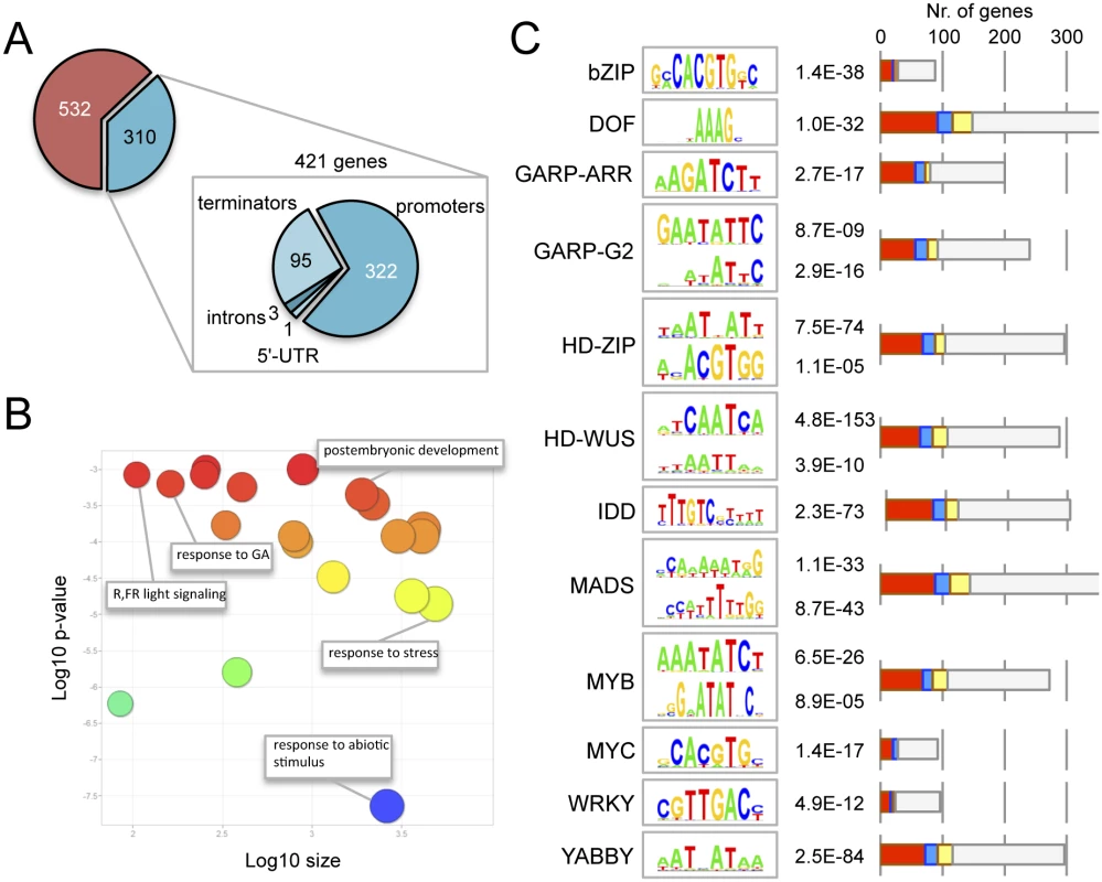 Genome-wide occupancy of RGA at target loci.