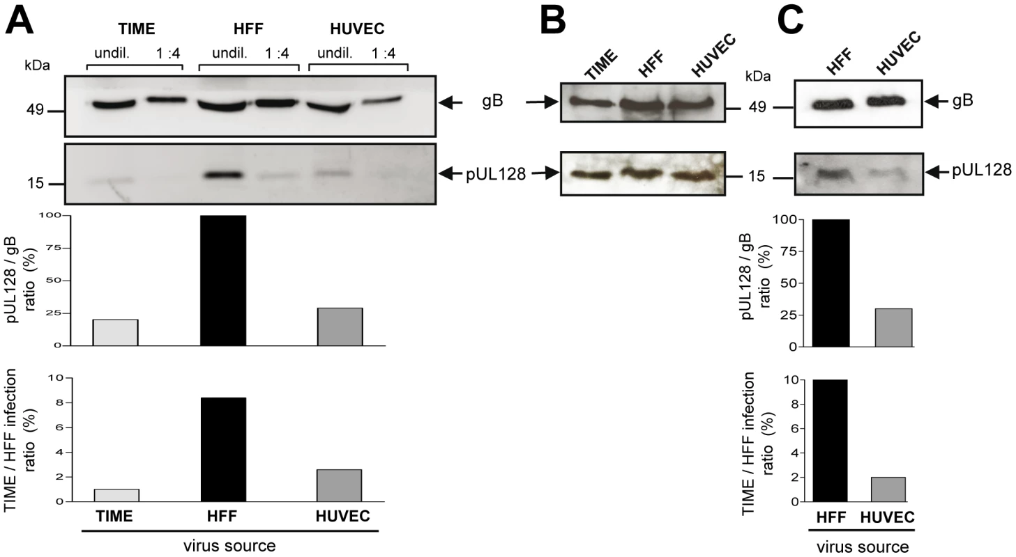 EC infection capacities correlate with pUL128 protein content of virus particles.