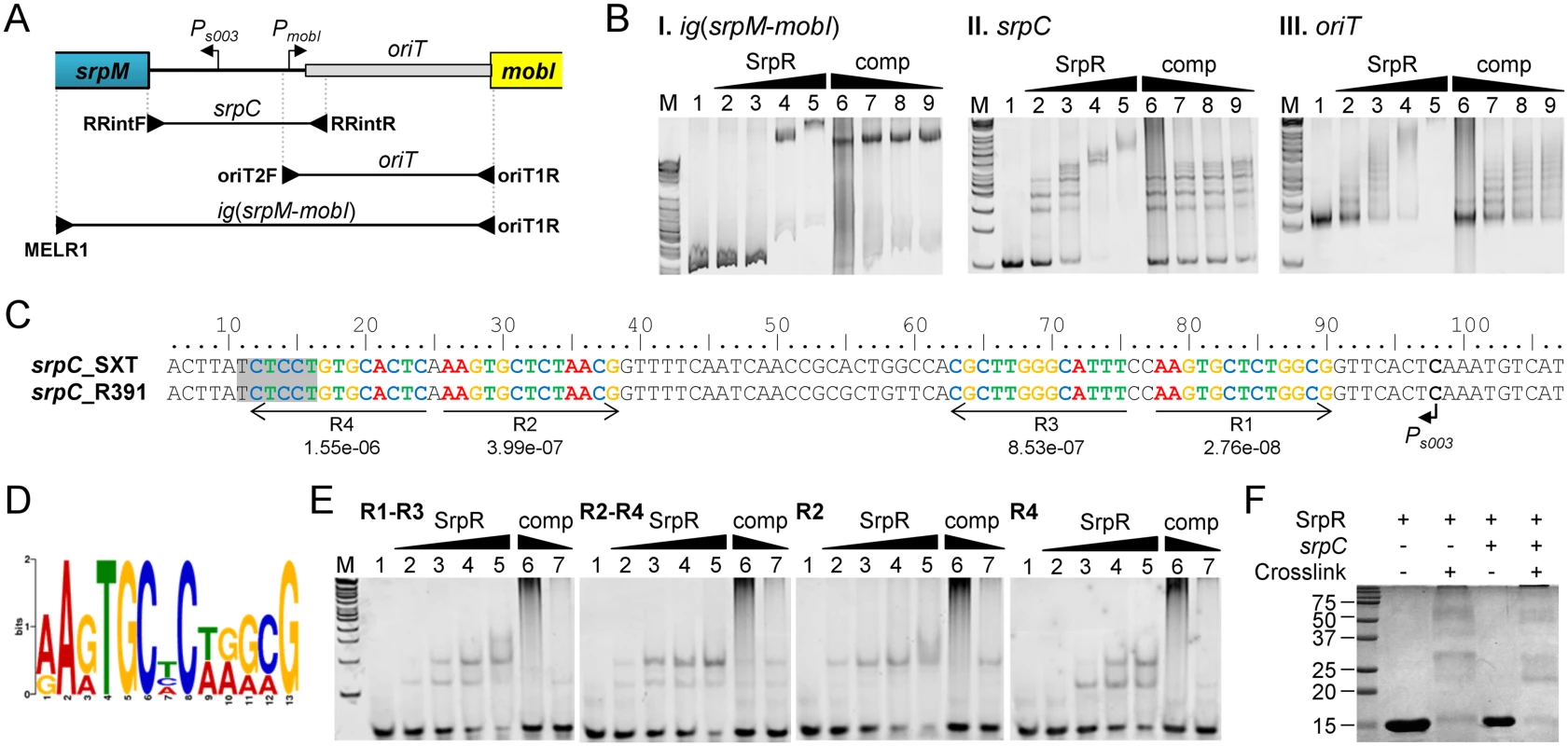 SrpR binds the centromere-like region <i>srpC</i>.