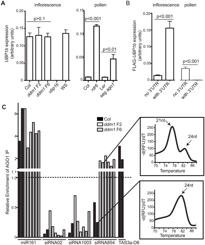 Tissue-specific regulation of <i>UBP1b</i> by siRNA854.