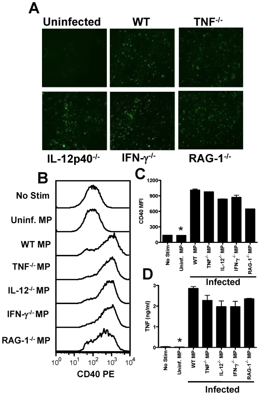 Microparticles generated during malaria infection independently from inflammation promote macrophage activation.