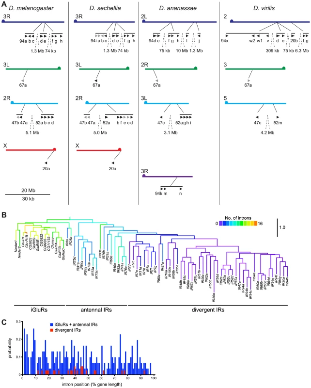 Mechanisms of IR repertoire expansion.