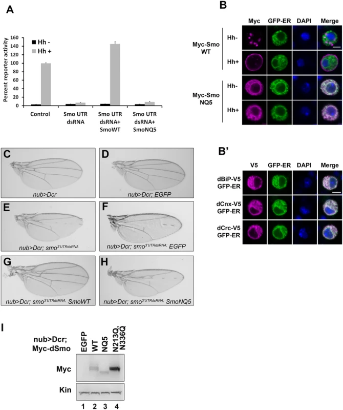 N-linked glycans are required for dSmo trafficking and activity.