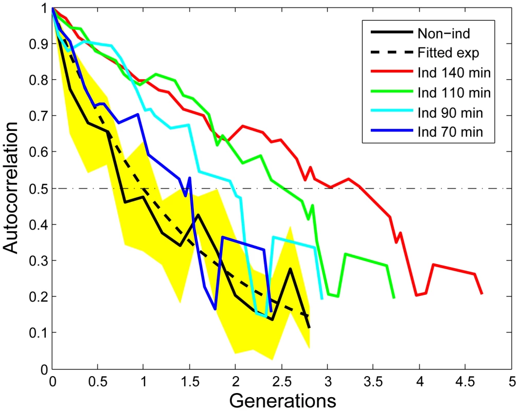 Increased auto-correlation of the stress response within micro-colonies after induction.