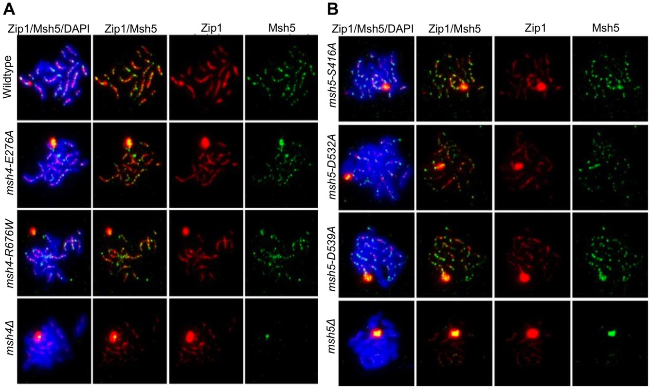 <i>msh4/5</i> hypomorphs are defective in Zip1 polymerization.