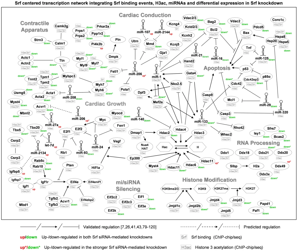 Srf-centered transcription network integrating Srf binding events, H3ac, miRNAs, and differential expression in Srf knockdown.