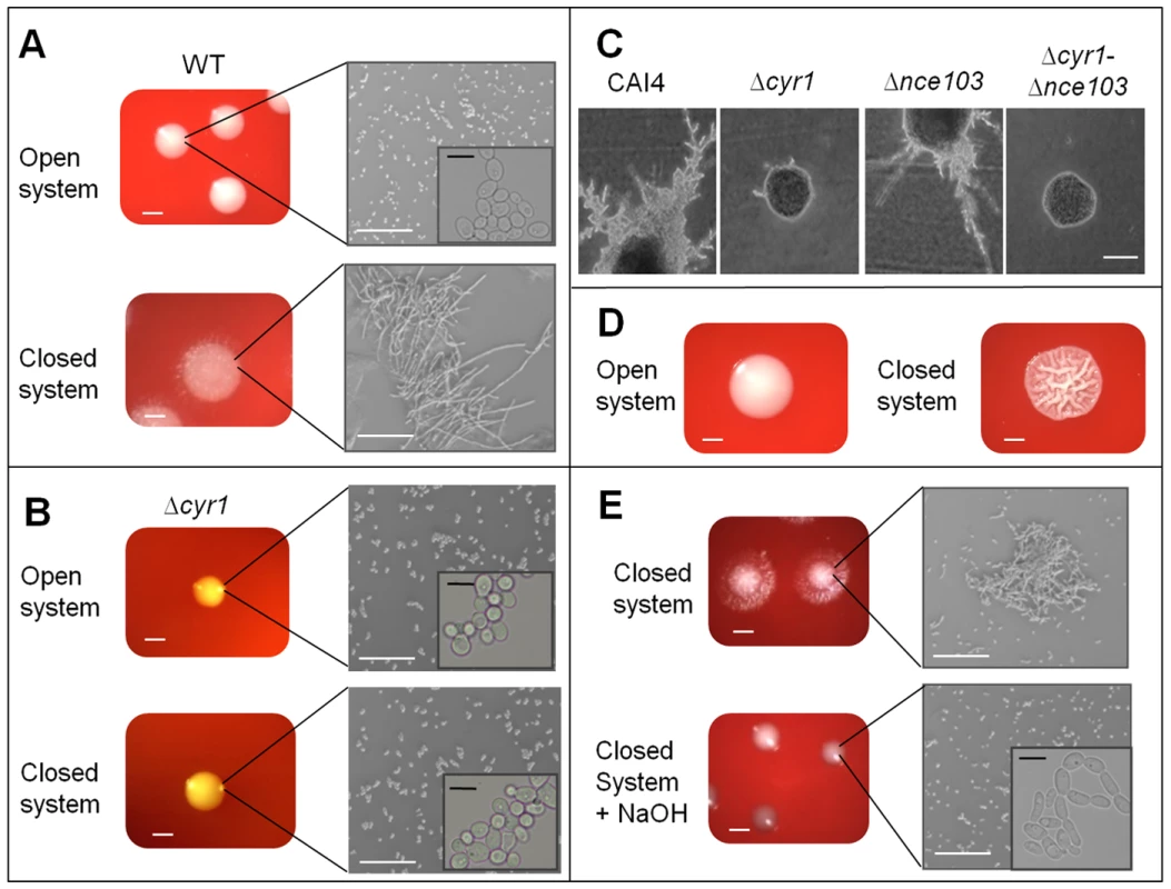 CO<sub>2</sub> affects <i>C. albicans</i> colony morphology.