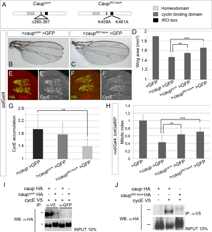 Structure-function analysis of Caup.