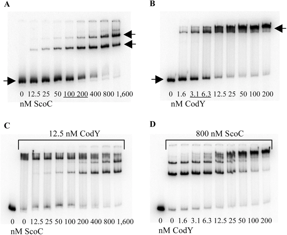 Competition between CodY and ScoC for <i>braB</i> binding.