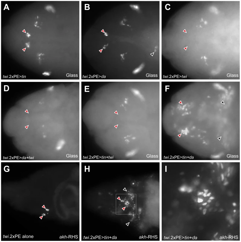Co-expression of Daughterless and Tinman in mesoderm is sufficient for ectopic CC cell lineage specification in mesoderm.
