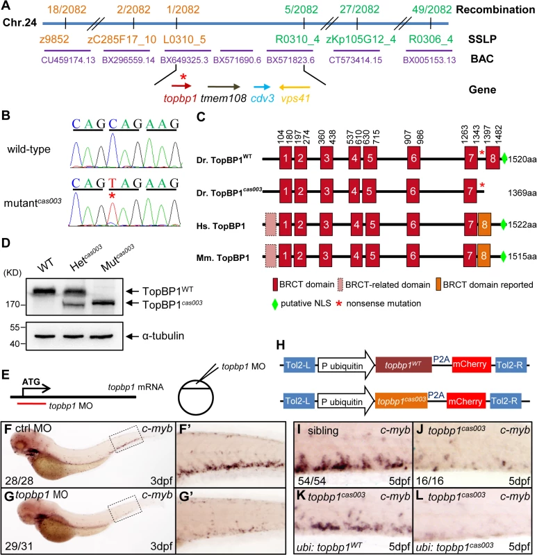 The <i>topbp1</i> gene is disrupted in mutant<sup><i>cas003</i></sup>.