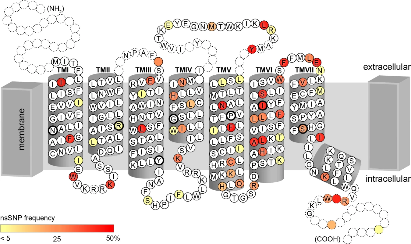 Identified amino acid positions corresponding to cSNPs represented on the snake plot of the consensus sequence.
