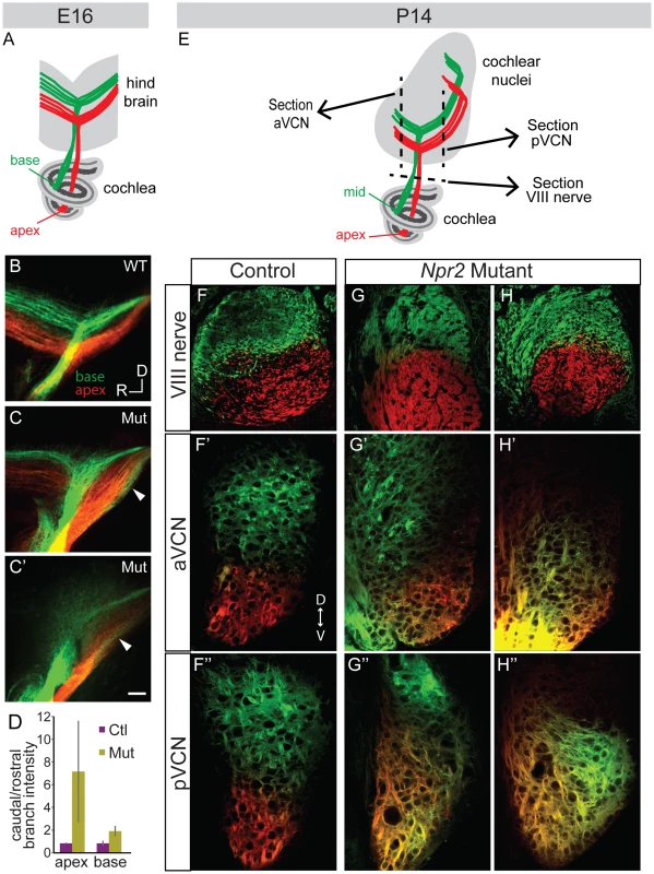 Tonotopy of SGN axons in the cochlear nuclei is blurred in <i>Npr2</i> mutants.