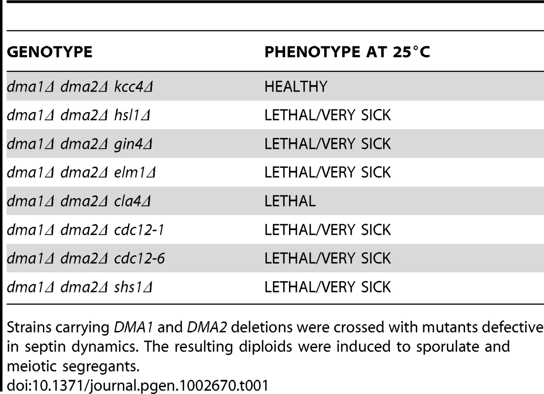 Synthetic effects between the lack of Dma proteins and mutations affecting septin dynamics.
